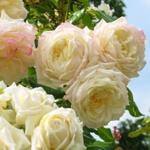 White Cap beyaz kokulu sarmaşık gül fidanı aşılı 3+ yaş