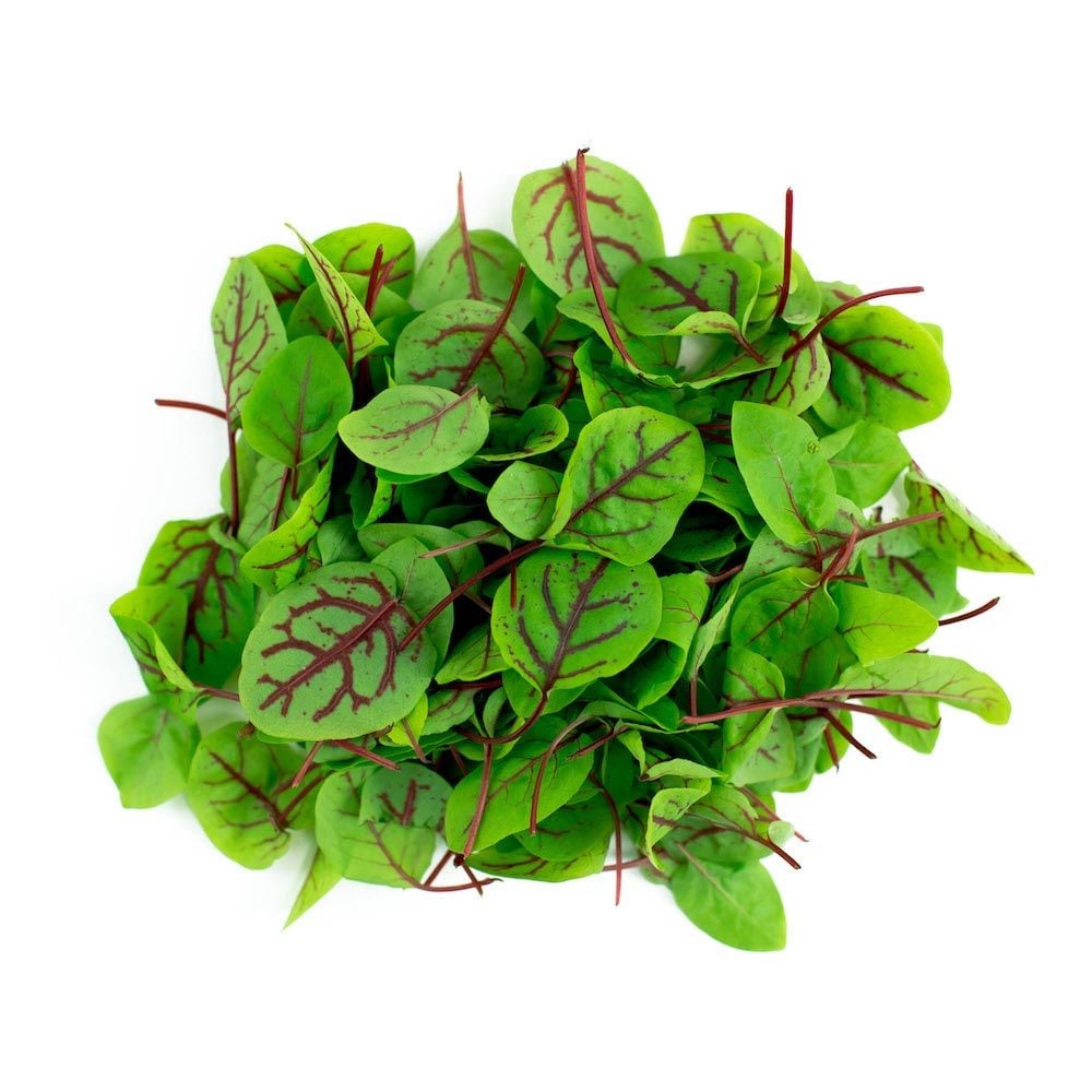 Kuzukulağı tohumu kırmızı damarlı rumex sanguineus