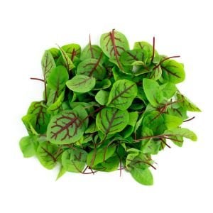 Kuzukulağı tohumu kırmızı damarlı rumex sanguineus