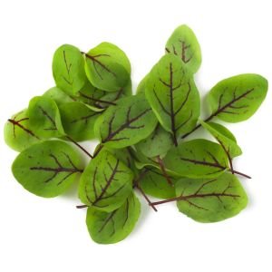Kuzukulağı tohumu kırmızı damarlı rumex sanguineus