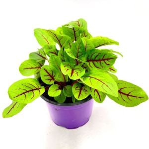 Kuzukulağı tohumu kırmızı damarlı rumex sanguineus