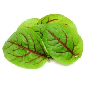 Kuzukulağı tohumu kırmızı damarlı rumex sanguineus