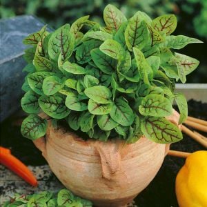 Kuzukulağı tohumu kırmızı damarlı rumex sanguineus