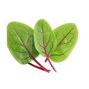 Kuzukulağı tohumu kırmızı damarlı rumex sanguineus