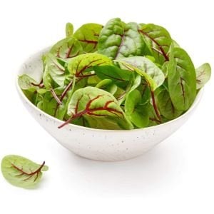 Kuzukulağı tohumu kırmızı damarlı rumex sanguineus