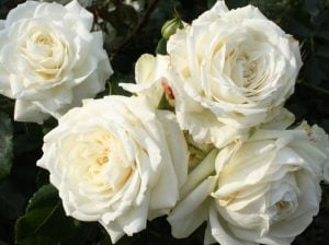 White Cap beyaz kokulu sarmaşık gül fidanı aşılı 3+ yaş