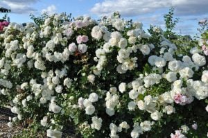 White Cap beyaz kokulu sarmaşık gül fidanı aşılı 3+ yaş