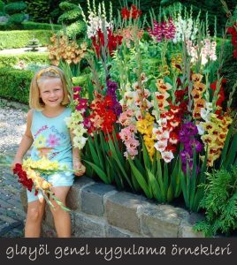 Villa Blanca glayöl çiçek soğanı ithal gladiolus