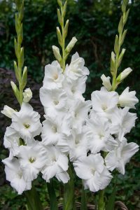 Villa Blanca glayöl çiçek soğanı ithal gladiolus