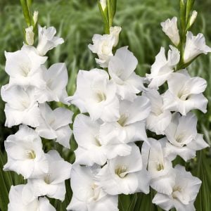 Villa Blanca glayöl çiçek soğanı ithal gladiolus
