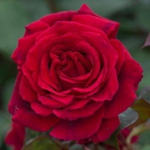 Velvet fragrance yoğun kokulu gül fidanı aşılı 3+ yaş