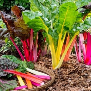 Swiss chard bright lights Pazı tohumu 8 farklı renk atalık