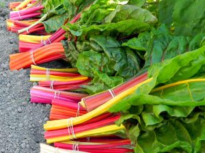 Swiss chard bright lights Pazı tohumu 8 farklı renk atalık