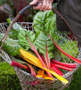 Swiss chard bright lights Pazı tohumu 8 farklı renk atalık
