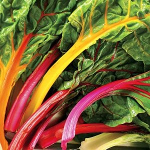 Swiss chard bright lights Pazı tohumu 8 farklı renk atalık