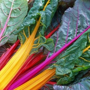 Swiss chard bright lights Pazı tohumu 8 farklı renk atalık