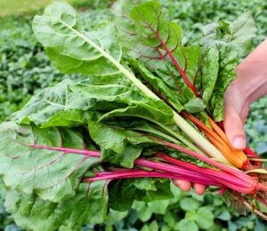 Swiss chard bright lights Pazı tohumu 8 farklı renk atalık