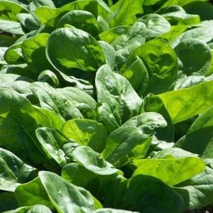 Viroflay ıspanak tohumu salataya uygun