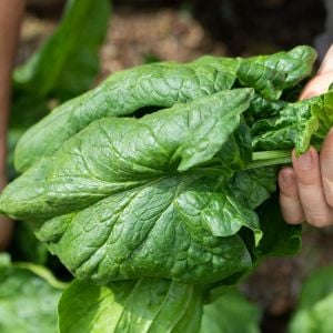 Viroflay ıspanak tohumu salataya uygun