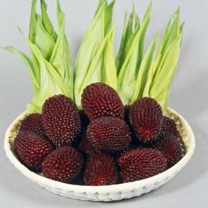 Kırmızı mini mısır tohumu atalık cin mısırı patlatmalık