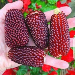 Kırmızı mini mısır tohumu atalık cin mısırı patlatmalık