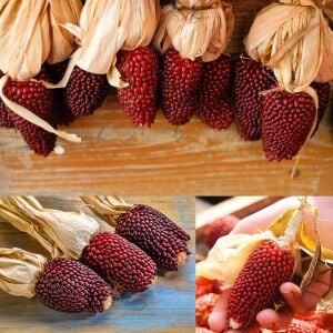 Kırmızı mini mısır tohumu atalık cin mısırı patlatmalık