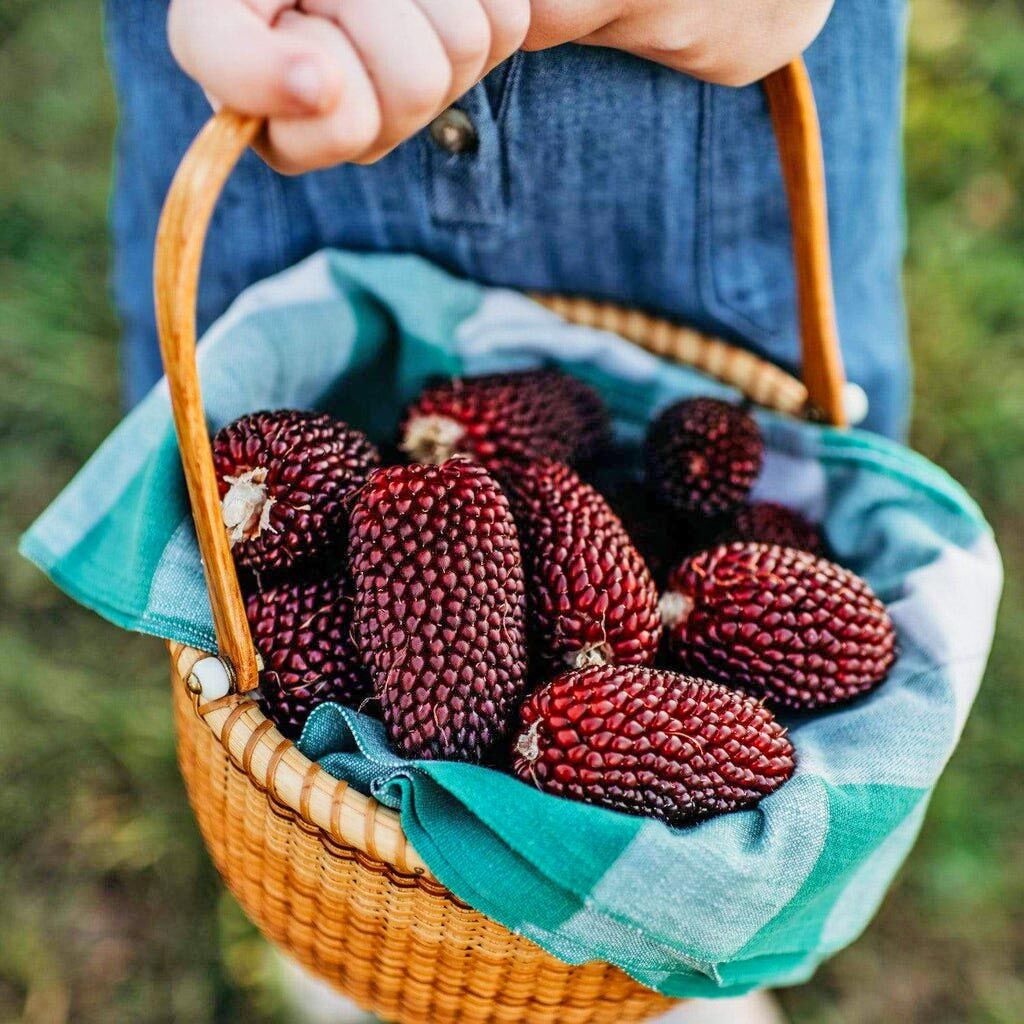 Kırmızı mini mısır tohumu atalık cin mısırı patlatmalık