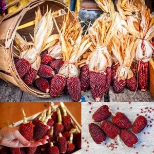 Kırmızı mini mısır tohumu atalık cin mısırı patlatmalık
