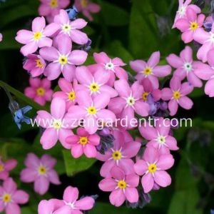 Pembe beni unutma çiçeği tohumu myosotis alpestris rose