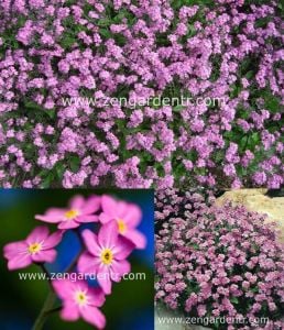 Pembe beni unutma çiçeği tohumu myosotis alpestris rose
