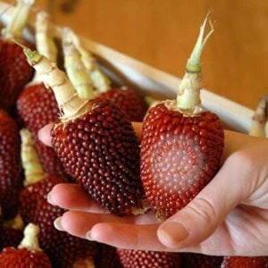 Kırmızı mini mısır tohumu atalık cin mısırı patlatmalık