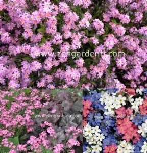 Pembe beni unutma çiçeği tohumu myosotis alpestris rose