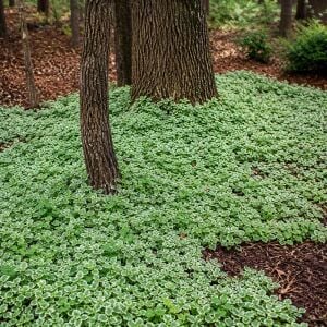 Yer Örtücü Glechoma hederacea 'Variegata' | Alacalı Yer Örtücü Bitki | 7 cm Saksıda