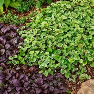 Yer Örtücü Glechoma hederacea 'Variegata' | Alacalı Yer Örtücü Bitki | 7 cm Saksıda