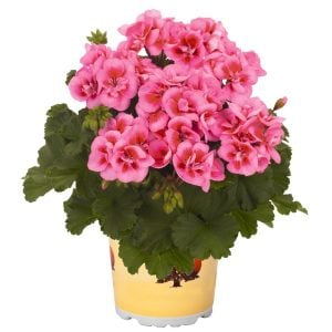 Kırçıllı pembe sardunya fidesi grandeur pink splash