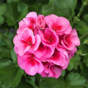 Kırçıllı pembe sardunya fidesi grandeur pink splash