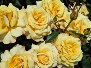 Mellow yellow kokulu gül fidanı aşılı 3+ yaş