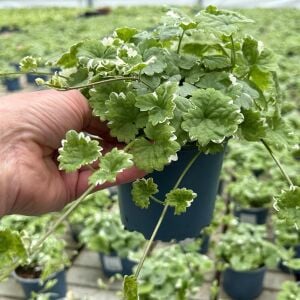 Yer Örtücü Glechoma hederacea 'Variegata' | Alacalı Yer Örtücü Bitki | 7 cm Saksıda