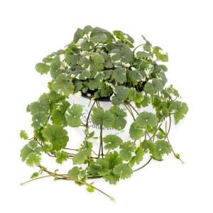 Yer Örtücü Glechoma hederacea 'Variegata' | Alacalı Yer Örtücü Bitki | 7 cm Saksıda
