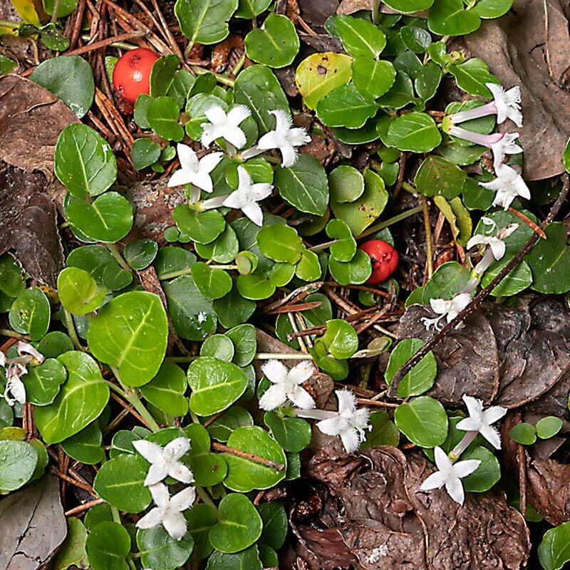 Mitchella repens Yer Örtücü Bitki | 9 cm Saksıda