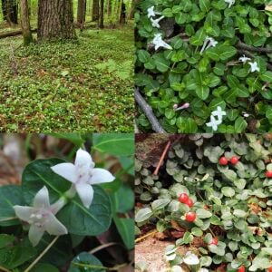 Mitchella repens Yer Örtücü Bitki | 9 cm Saksıda