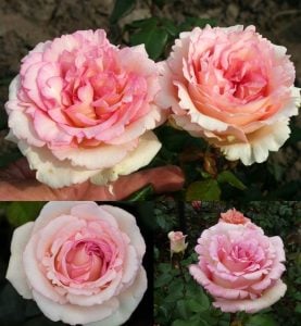 Discovery parfüm kokulu gül fidanı aşılı 3+ yaş