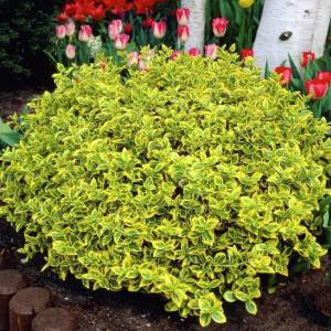 Yer örtücü altın taflan fidanı euonymus fortunei emerald n gold 3 adet 9 cm saksıda