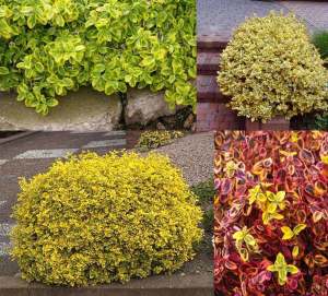 Yer örtücü altın taflan fidanı euonymus fortunei emerald n gold 3 adet 9 cm saksıda