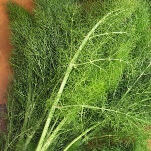 Yerli İzmir Arapsaçı Tohumu – Foeniculum vulgare