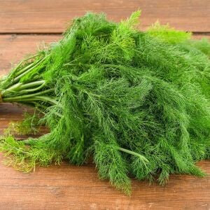 Yerli İzmir Arapsaçı Tohumu – Foeniculum vulgare