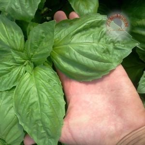 Marul yapraklı fesleğen tohumu lettuce leaved basil seeds