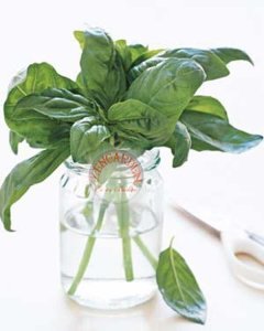 Marul yapraklı fesleğen tohumu lettuce leaved basil seeds