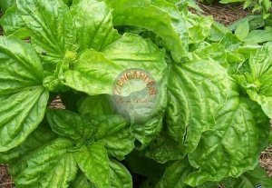 Marul yapraklı fesleğen tohumu lettuce leaved basil seeds