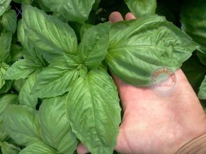 Marul yapraklı fesleğen tohumu lettuce leaved basil seeds